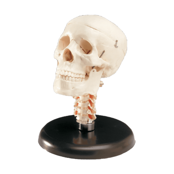 Anatomical Chart Company Anatomical Model Budget Skull With Cervical Vertebrae