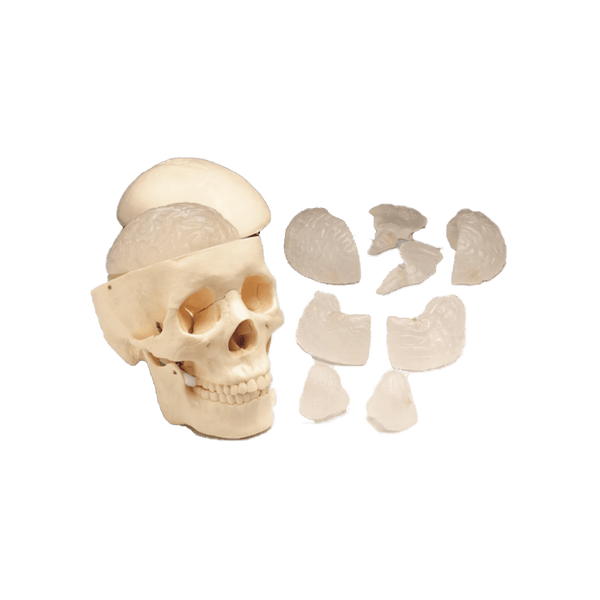 Anatomical Chart Company Anatomical Model Budget Skull With Eight Part Brain