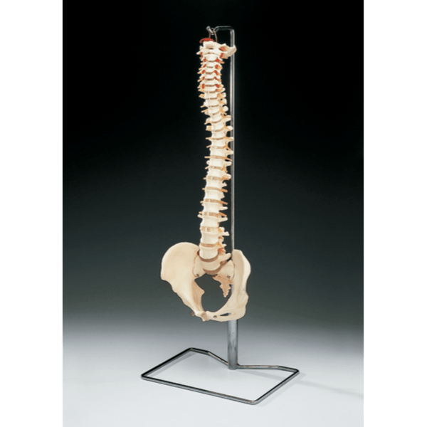 Anatomical Chart Company Anatomical Model Budget Vertebral Column with Stand