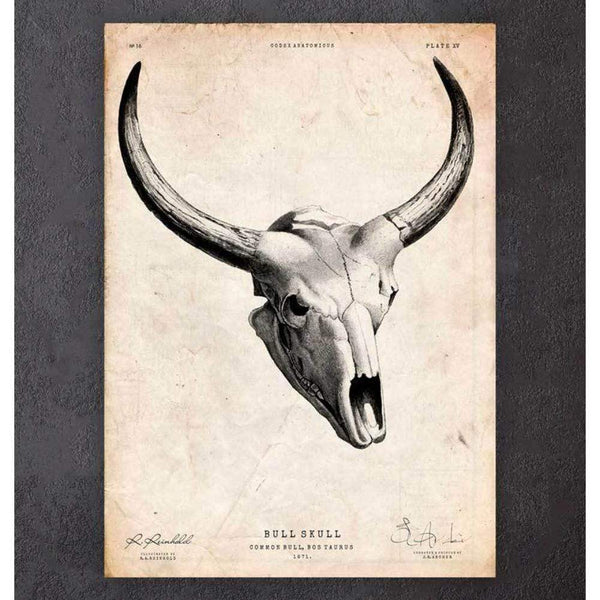 Codex Anatomicus Anatomical Print A5 Size (14.8 x 21 cm) Bull Skull Print