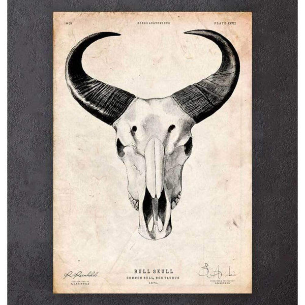 Codex Anatomicus Anatomical Print A5 Size (14.8 x 21 cm) Bull Skull Print II