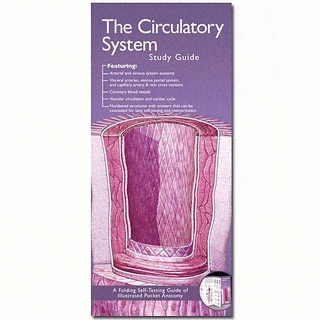 Anatomical Chart Company Anatomical Study Guide Circulatory System Study Guide