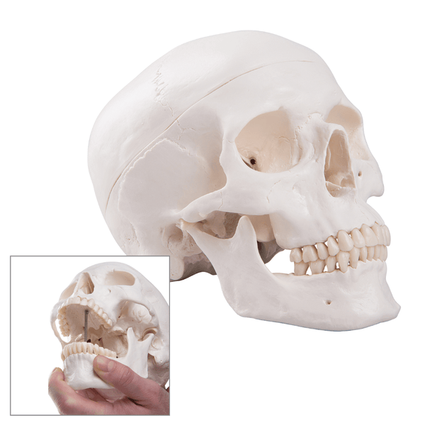 3B Scientific Anatomical Model Classic Human Skull