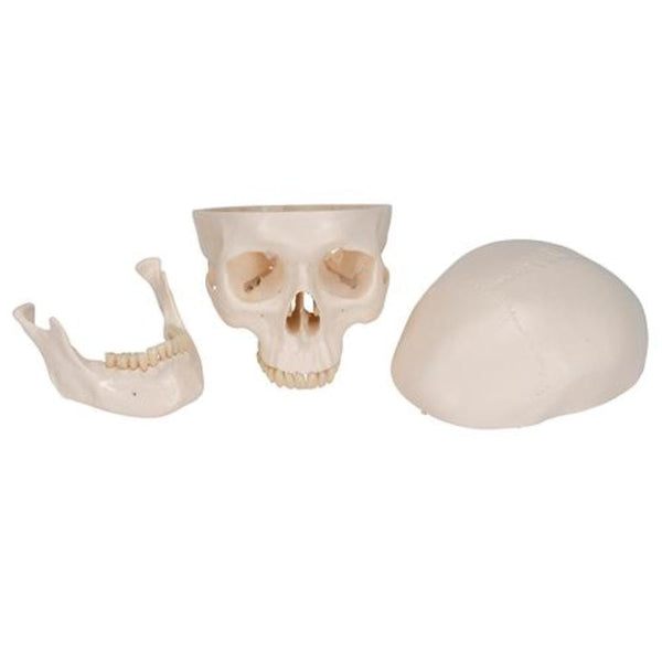 3B Scientific Anatomical Model Classic Human Skull