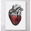 Codex Anatomicus Anatomical Print A5 Size (14.8 x 21 cm) Colorful Heart Red