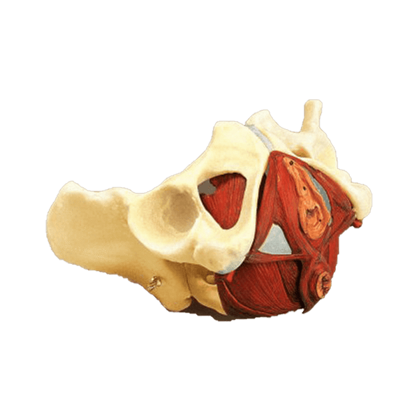 Anatomical Chart Company Anatomical Model Composite Pelvis and Pelvic Floor