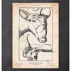 Codex Anatomicus Anatomical Print A5 Size (14.8 x 21 cm) Cow Anatomy Print