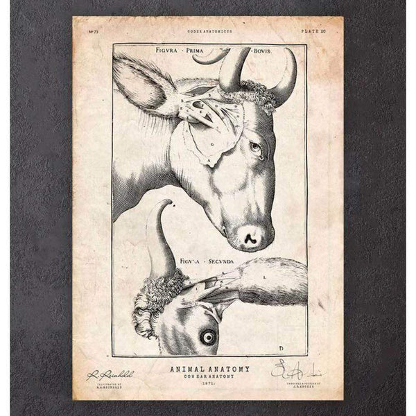 Codex Anatomicus Anatomical Print Cow Anatomy Print