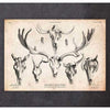 Codex Anatomicus Anatomical Print A5 Size (14.8 x 21 cm) Deer And Moose Skull Print