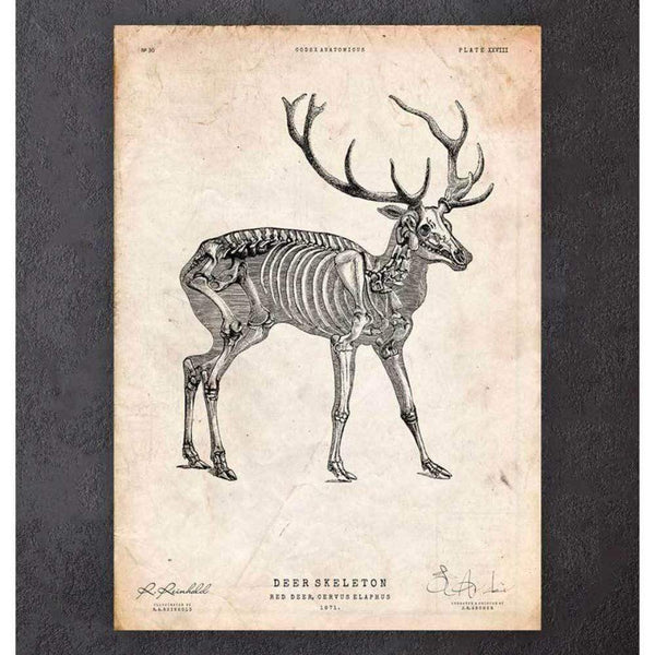 Codex Anatomicus Anatomical Print A5 Size (14.8 x 21 cm) Deer Skeleton Print