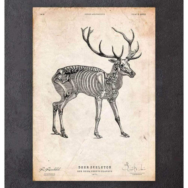 Codex Anatomicus Anatomical Print Deer Skeleton Print