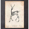 Codex Anatomicus Anatomical Print A5 Size (14.8 x 21 cm) Deer Skeleton Print II