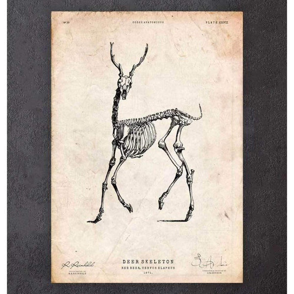 Codex Anatomicus Anatomical Print A5 Size (14.8 x 21 cm) Deer Skeleton Print II