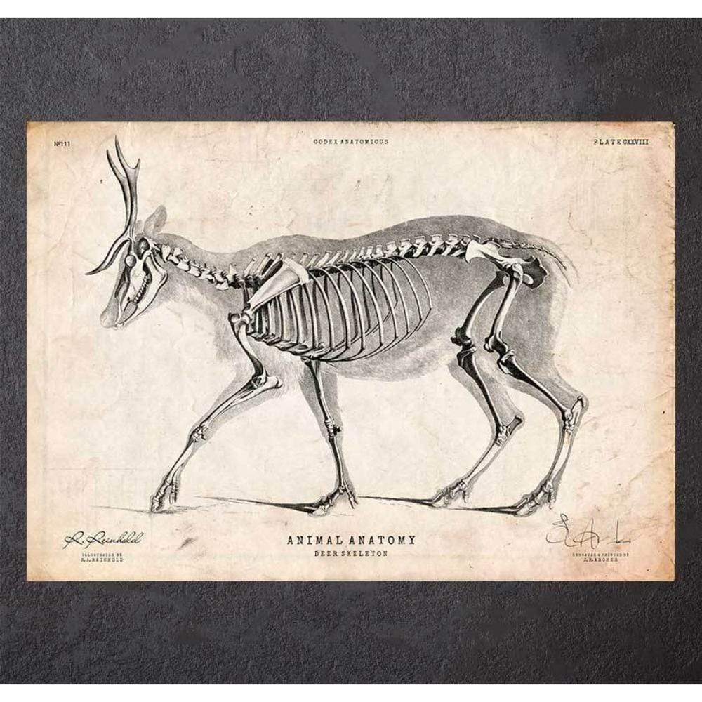 Deer anatomy poster – Codex Anatomicus