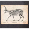 Codex Anatomicus Anatomical Print A5 Size (14.8 x 21 cm) Deer Skeleton Print III