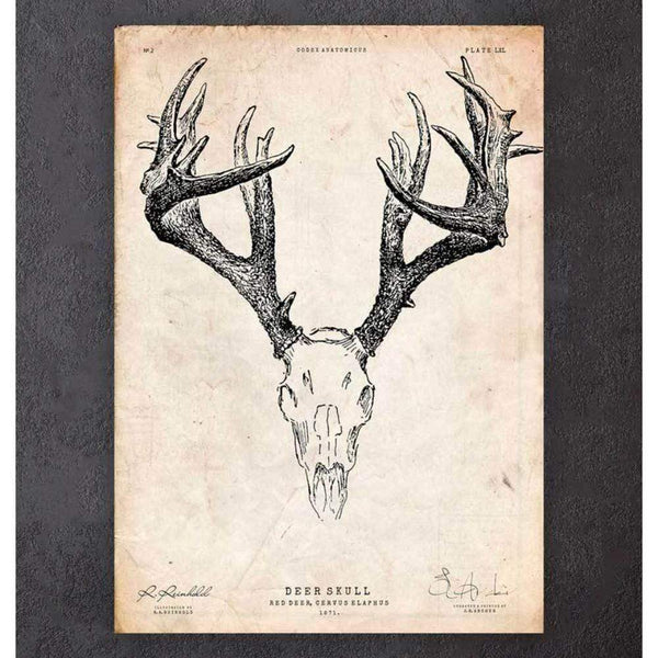 Codex Anatomicus Anatomical Print A5 Size (14.8 x 21 cm) Deer Skull Print
