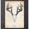 Codex Anatomicus Anatomical Print Deer Skull Print