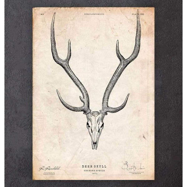 Codex Anatomicus Anatomical Print A5 Size (14.8 x 21 cm) Deer Skull Print II