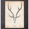 Codex Anatomicus Anatomical Print Deer Skull Print II