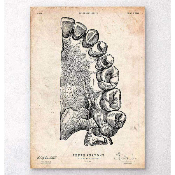 Codex Anatomicus Anatomical Print A5 Size (14.8 x 21 cm) Dental Anatomy Art
