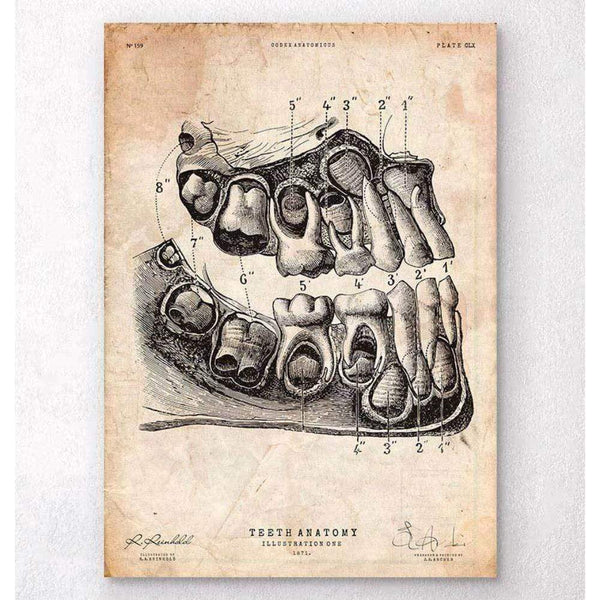 Codex Anatomicus Anatomical Print A5 Size (14.8 x 21 cm) Dental Anatomy Art Print