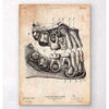 Codex Anatomicus Anatomical Print Dental Anatomy Art Print