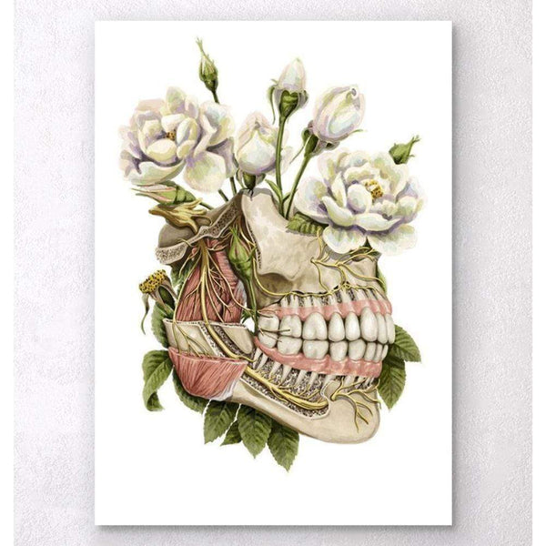 Codex Anatomicus Anatomical Print A5 Size (14.8 x 21 cm) Dental Anatomy Floral