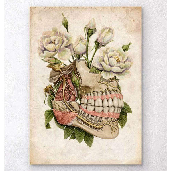 Codex Anatomicus Anatomical Print A5 Size (14.8 x 21 cm) Dental Anatomy Floral Old Paper