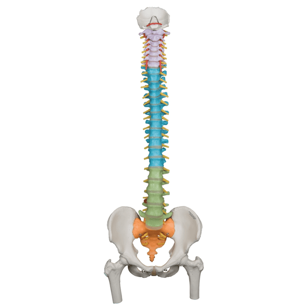 3B Scientific Anatomical Model Didactic Flexible Spine With Femur Heads