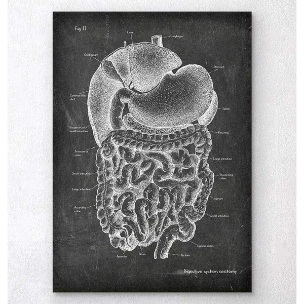 Codex Anatomicus Anatomical Print A5 Size (14.8 x 21 cm) DigestIVe System Anatomy Art Chalkboard