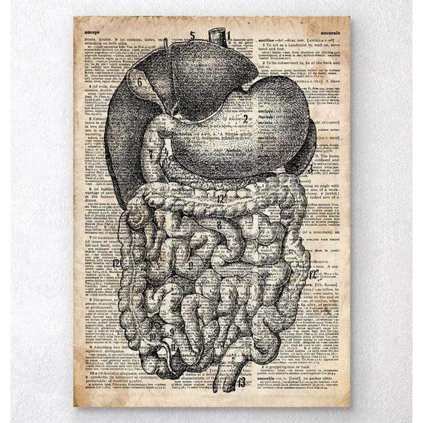 Codex Anatomicus Anatomical Print A5 Size (14.8 x 21 cm) DigestIVe System Anatomy Old Dictionary Page