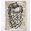 Codex Anatomicus Anatomical Print DigestIVe System Anatomy Old Dictionary Page