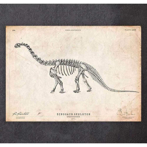 Codex Anatomicus Anatomical Print A5 Size (14.8 x 21 cm) Dinosaur Skeleton Print Apatosaurus