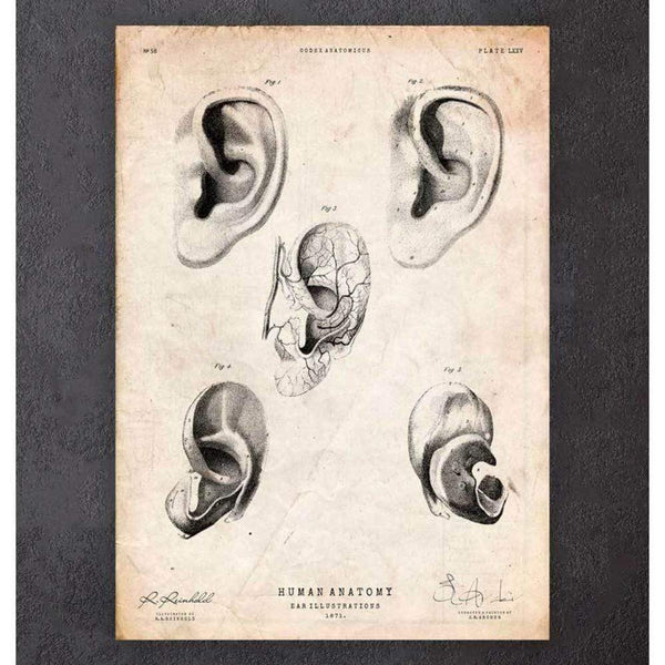 Codex Anatomicus Anatomical Print Ear Anatomy Print