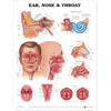 Anatomical Chart Company Anatomical Charts Ear  Nose and Throat Anatomical Chart