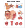 Ear  Nose and Throat Anatomical Chart