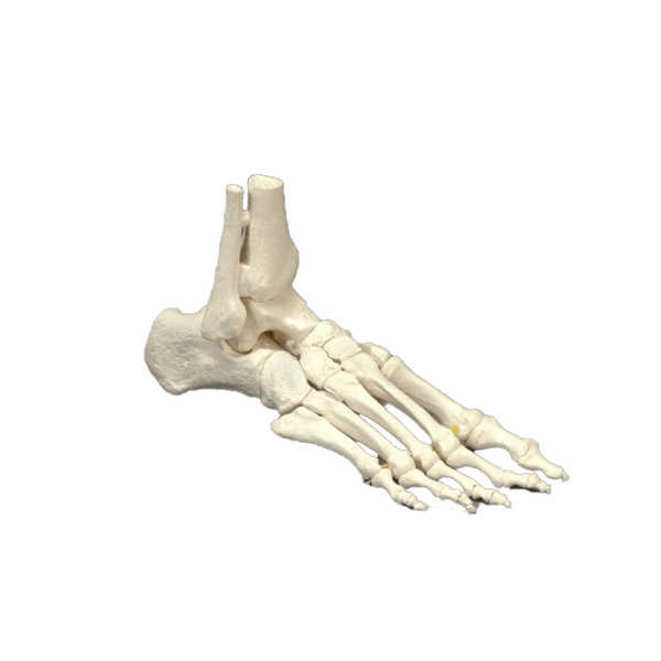 Anatomical Chart Company Anatomical Model Elastic Foot Model