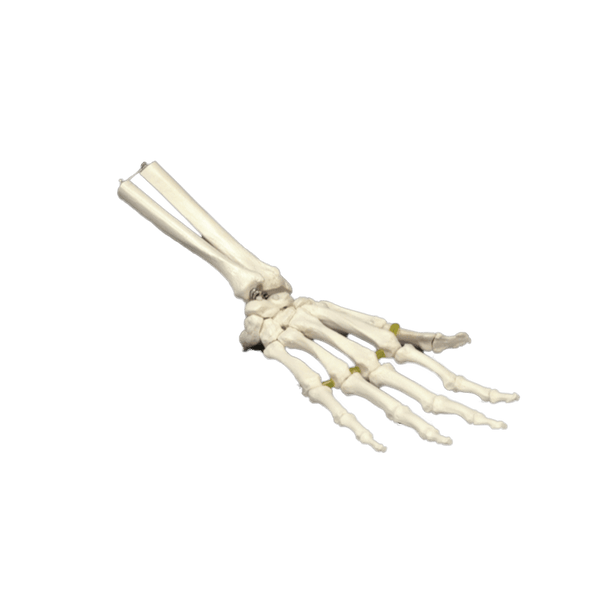 Anatomical Chart Company Anatomical Model Elastic Hand Model