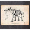 Codex Anatomicus Anatomical Print A5 Size (14.8 x 21 cm) Elephant Anatomy Print