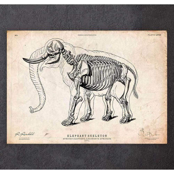 Codex Anatomicus Anatomical Print Elephant Anatomy Print