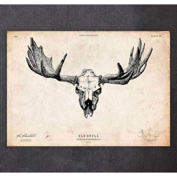 Codex Anatomicus Anatomical Print Elk Skull Print