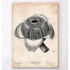 Codex Anatomicus Anatomical Print Eye Anatomy Poster