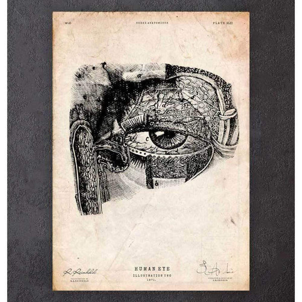 Codex Anatomicus Anatomical Print A5 Size (14.8 x 21 cm) Eye Anatomy Print