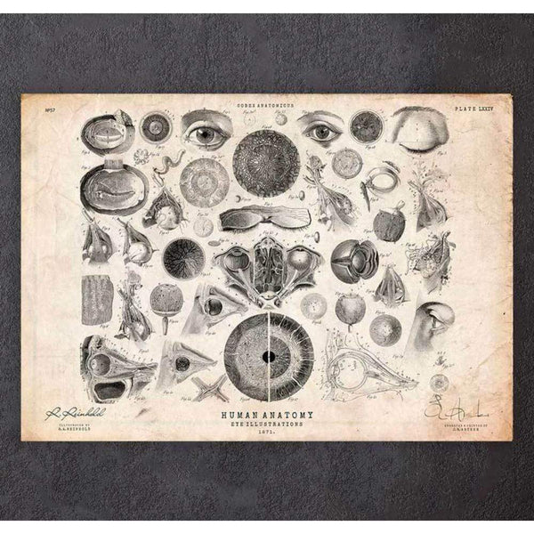 Codex Anatomicus Anatomical Print Eye Anatomy Print II