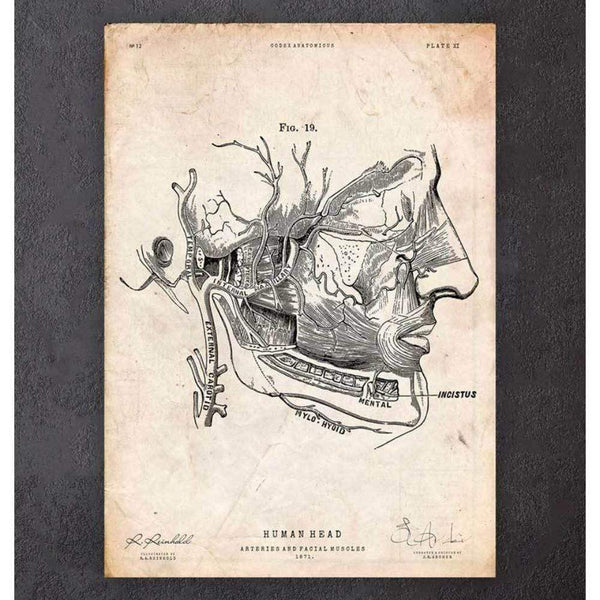 Codex Anatomicus Anatomical Print A5 Size (14.8 x 21 cm) Facial Muscles Anatomy Print