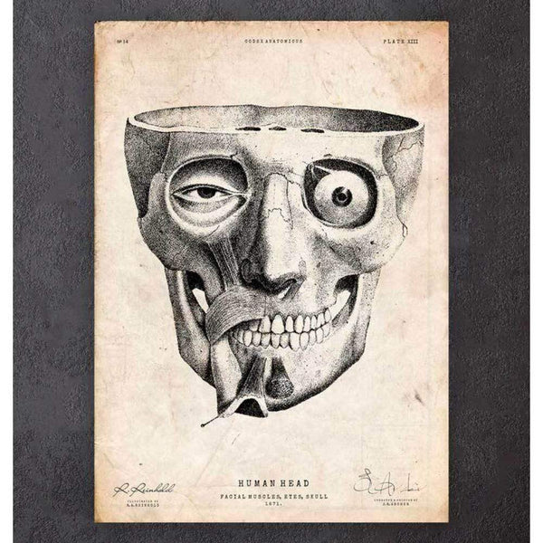 Codex Anatomicus Anatomical Print Facial Muscles Anatomy Print II