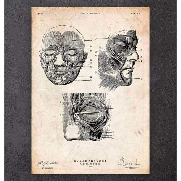 Codex Anatomicus Anatomical Print A5 Size (14.8 x 21 cm) Facial Muscles Anatomy Print III