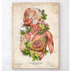 Codex Anatomicus Anatomical Print A5 Size (14.8 x 21 cm) Female Body Anatomy Art