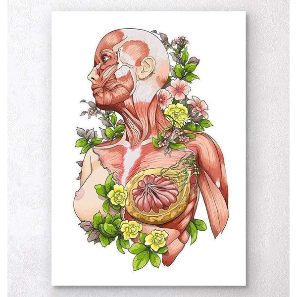 Codex Anatomicus Anatomical Print Female Body Anatomy Art White