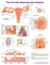 Female Reproductive System Anatomical Chart Laminated